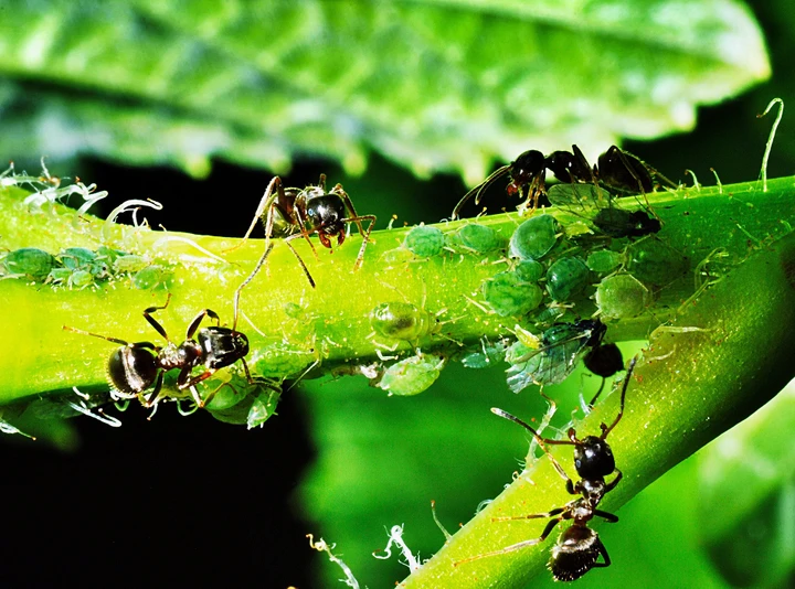 aphids-1432792_1920_brsjcq