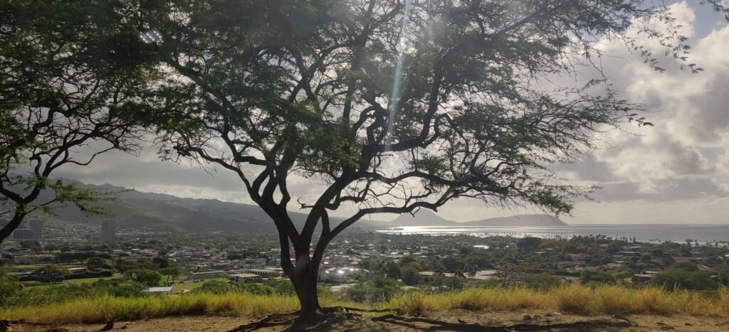 Tree on a hillside in Honolulu, Hawaii
